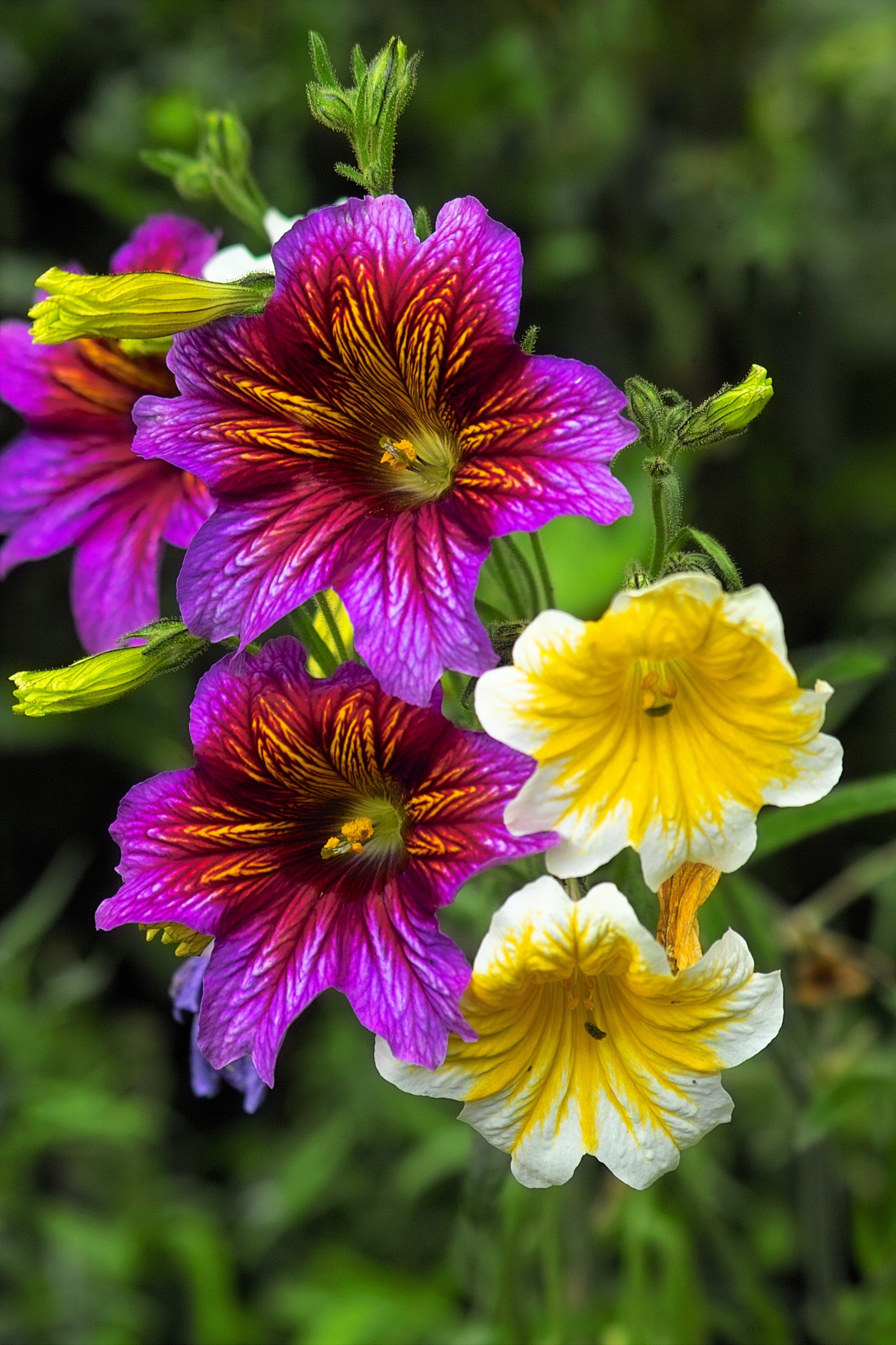 200 Mixed Colors PAINTED TONGUE (Velvet Trumpet Flower) Salpiglossis Grandiflora Virgiana Flower Seeds
