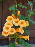 10 YELLOW HUMMINGBIRD TRUMPET Vine Flower Campsis Radicans Flava Climber Seeds