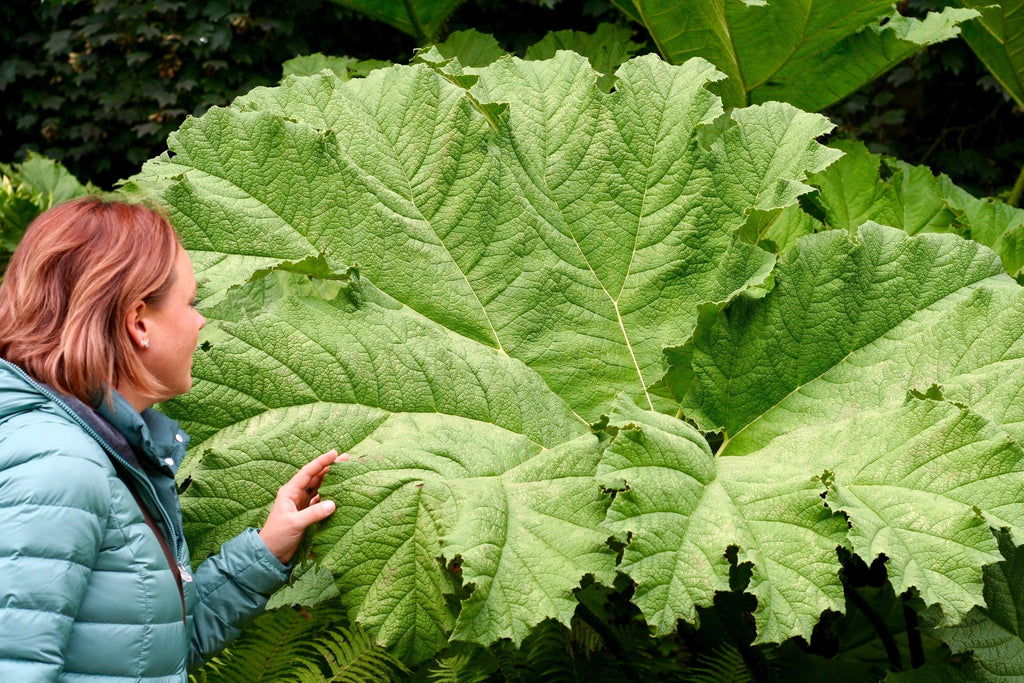 10 GUNNERA MANICATA 6' Leaves! Giant Rhubarb Dinosaur Plant Moist Shade Red Flower Seeds