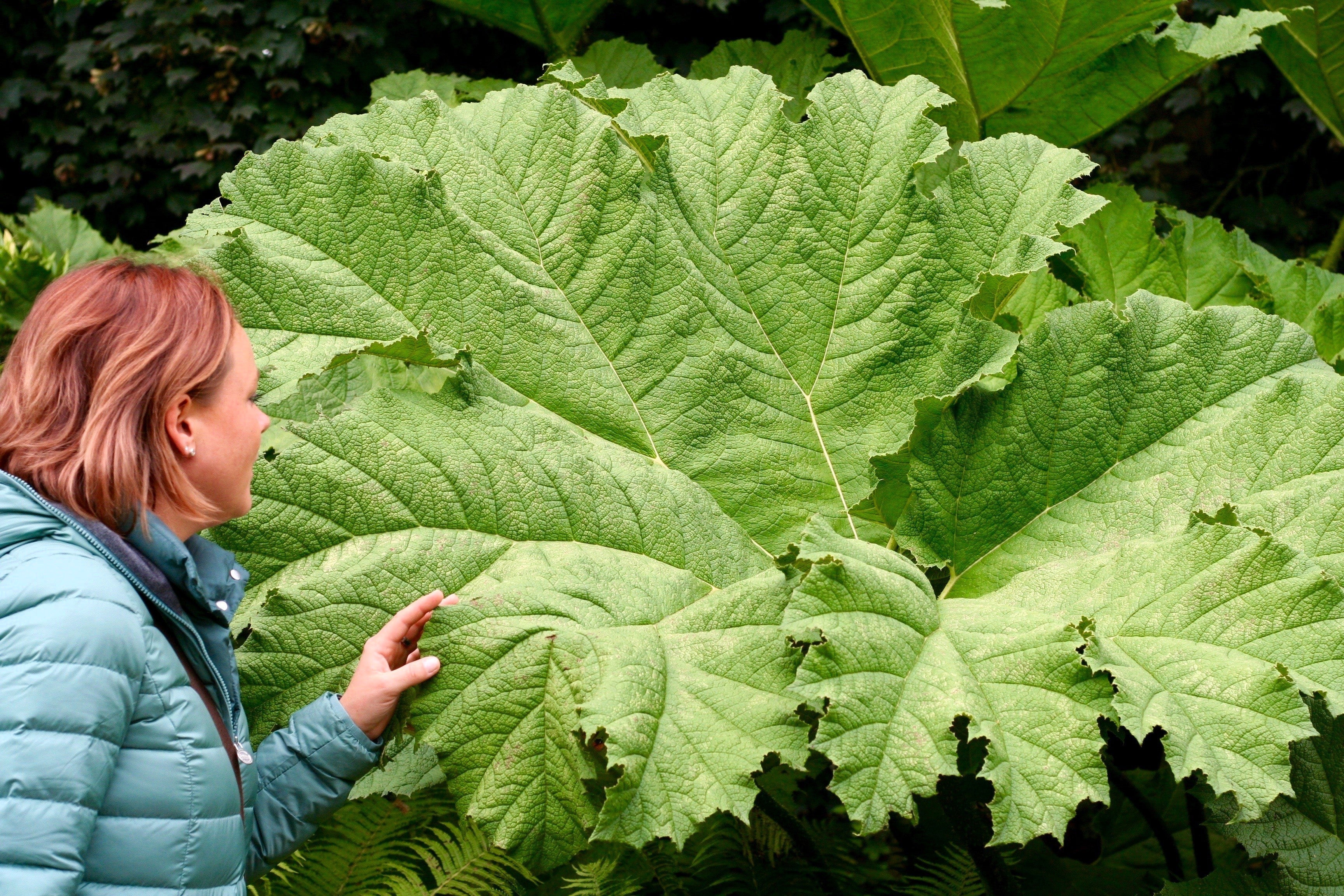 10 GUNNERA MANICATA 6' Leaves! Giant Rhubarb Dinosaur Plant Moist Shade Red Flower Seeds