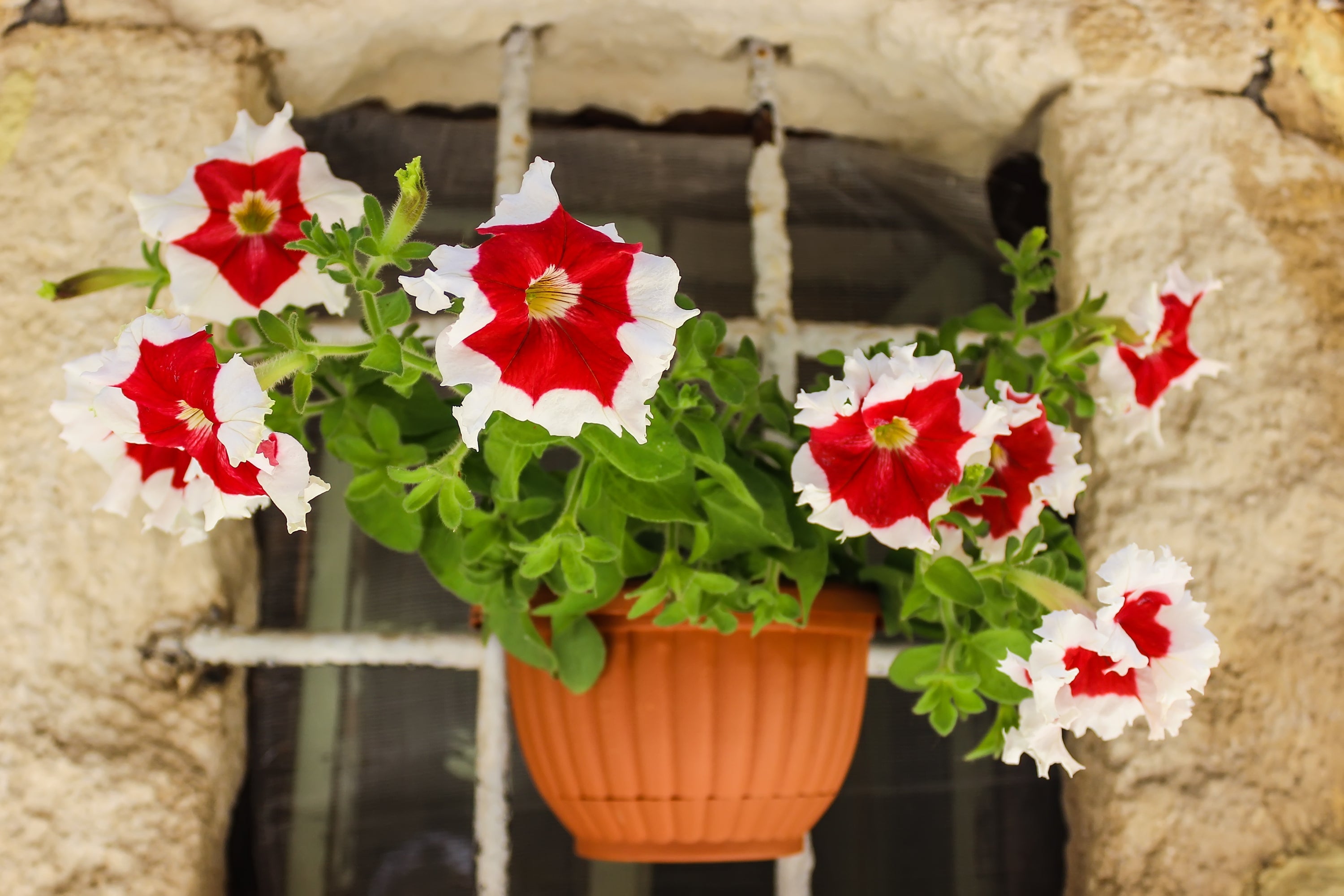 50 PICOTEE MIX PETUNIA Multiflora Mixed Colors Bicolor White Blue Purple Pink Red Flower Seeds