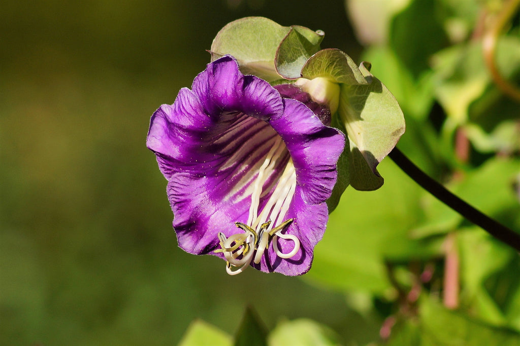 5 CUP & SAUCER VINE Cathedral Bells Cobaea Scandens Climber Purple Hummingbird Flower Seeds
