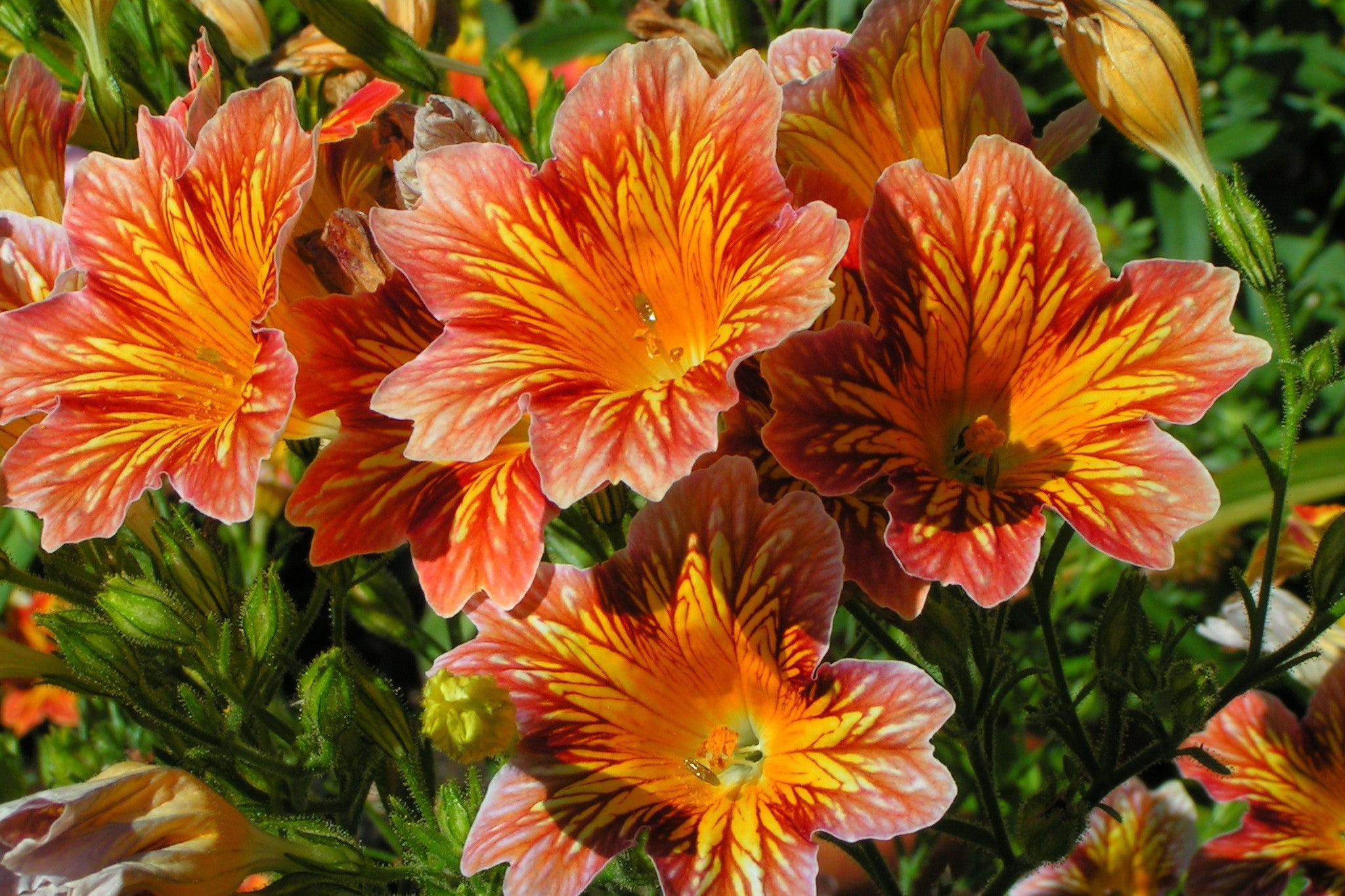 200 Mixed Colors PAINTED TONGUE (Velvet Trumpet Flower) Salpiglossis Grandiflora Virgiana Flower Seeds