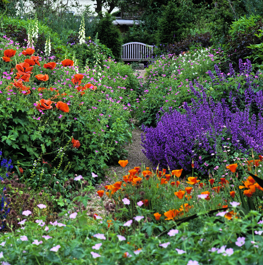 50 BLUE CATMINT Nepeta Mussinii Herb Flower Seeds