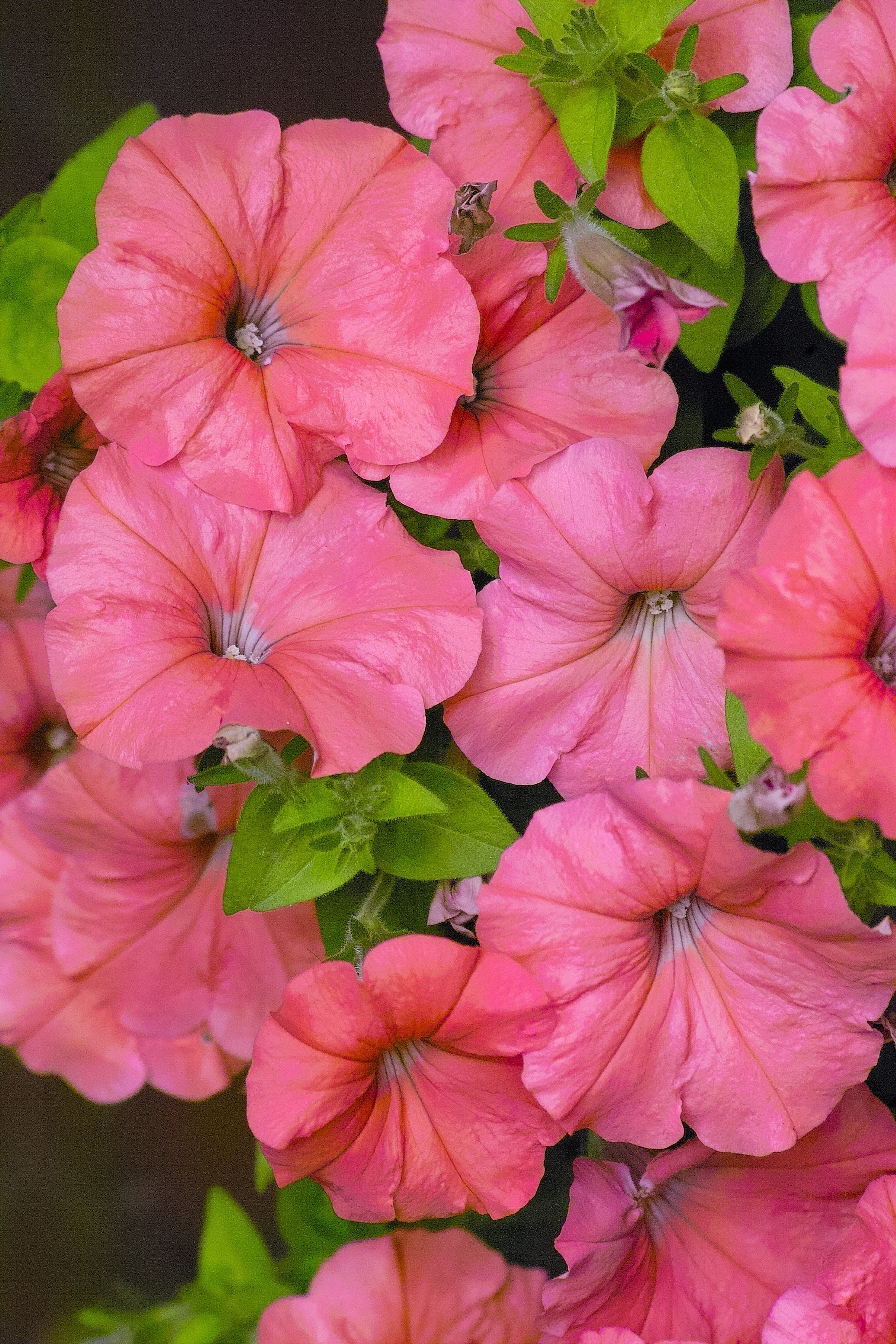 25 SALMON PETUNIA Grandiflora Flower Seeds