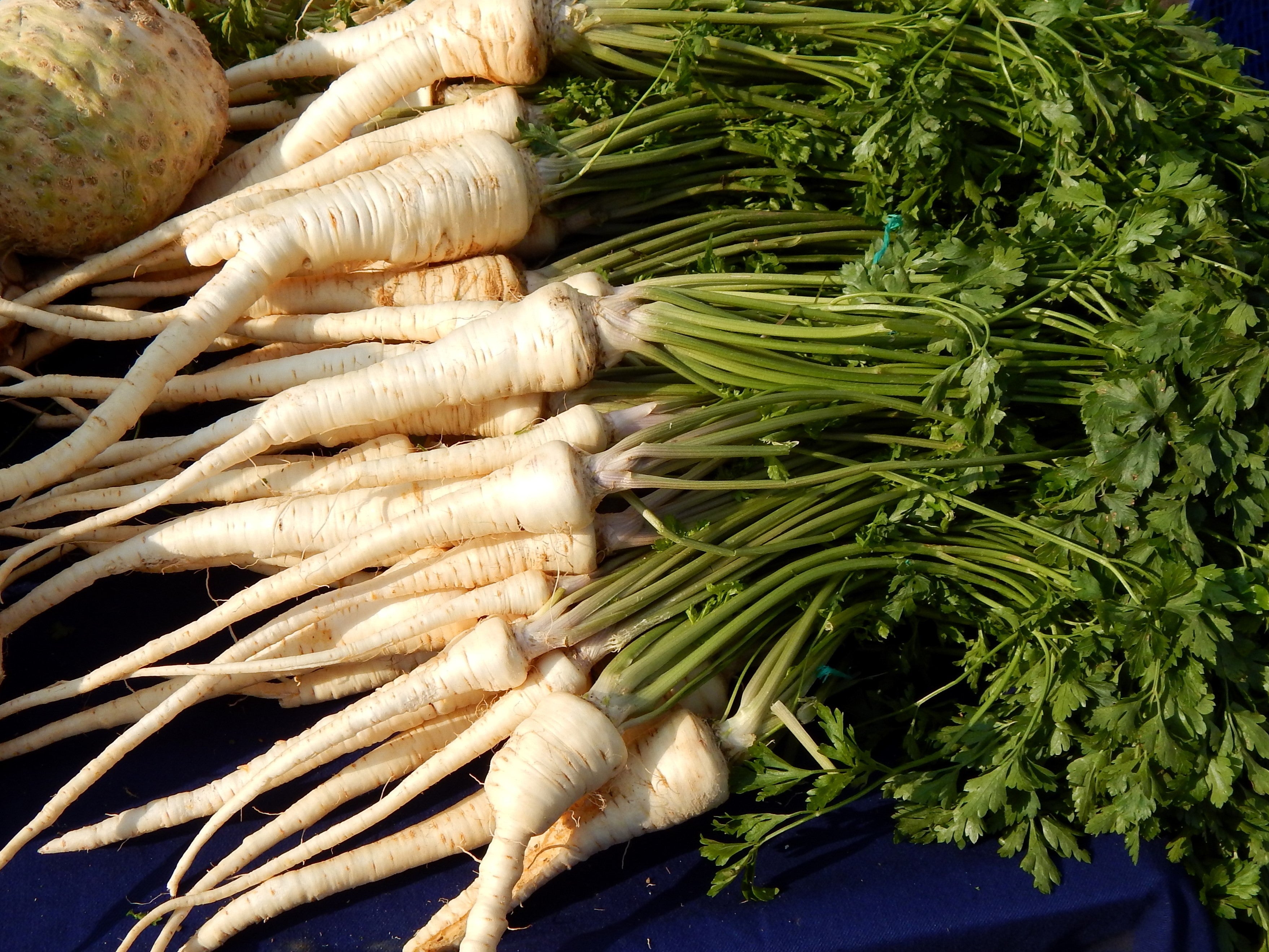 1000 HAMBURG ROOTED PARSLEY Petroselinum Crispum Tuberosum Root Vegetable Seeds