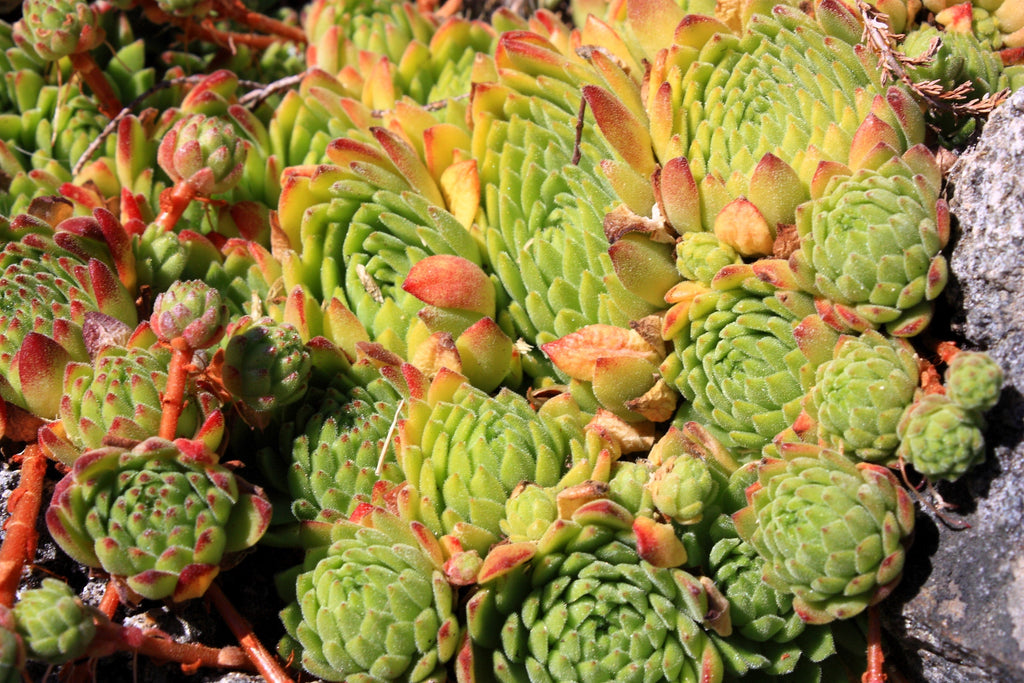 50 MOUNTAIN HOUSELEEK Hens & Chicks Sempervivum Montanum Green Red / Pink Flower Houseplant Seeds