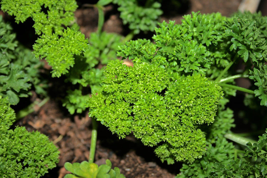 1500 TRIPLE CURLED PARSLEY Petroselinum Hortensis Herb Vegetable Seeds