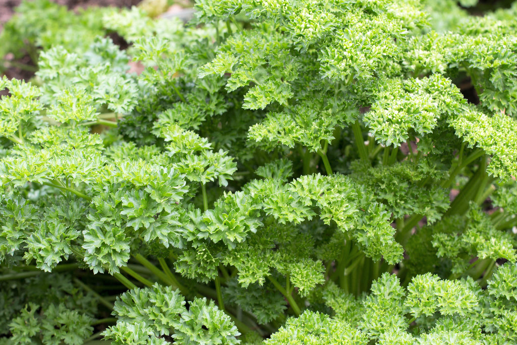 1500 TRIPLE CURLED PARSLEY Petroselinum Hortensis Herb Vegetable Seeds