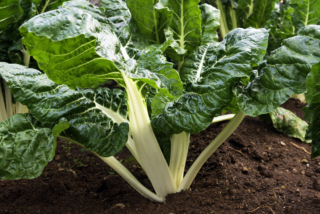 300 LUCULLUS SWISS CHARD Beta Vulgaris White Perpetual Spinach Vegetable Seeds