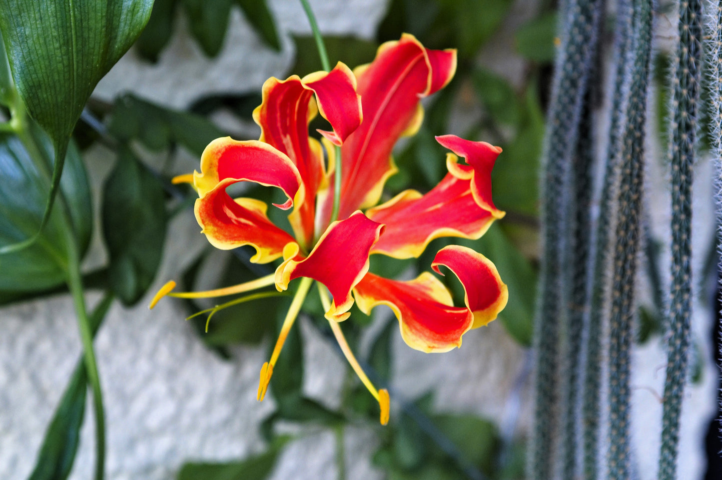 10 RED GLORIOSA LILY Flame Lily Gloriosa Superba Red & Yellow Flower Vine Seeds