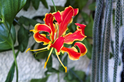 10 RED GLORIOSA LILY Flame Lily Gloriosa Superba Red & Yellow Flower Vine Seeds