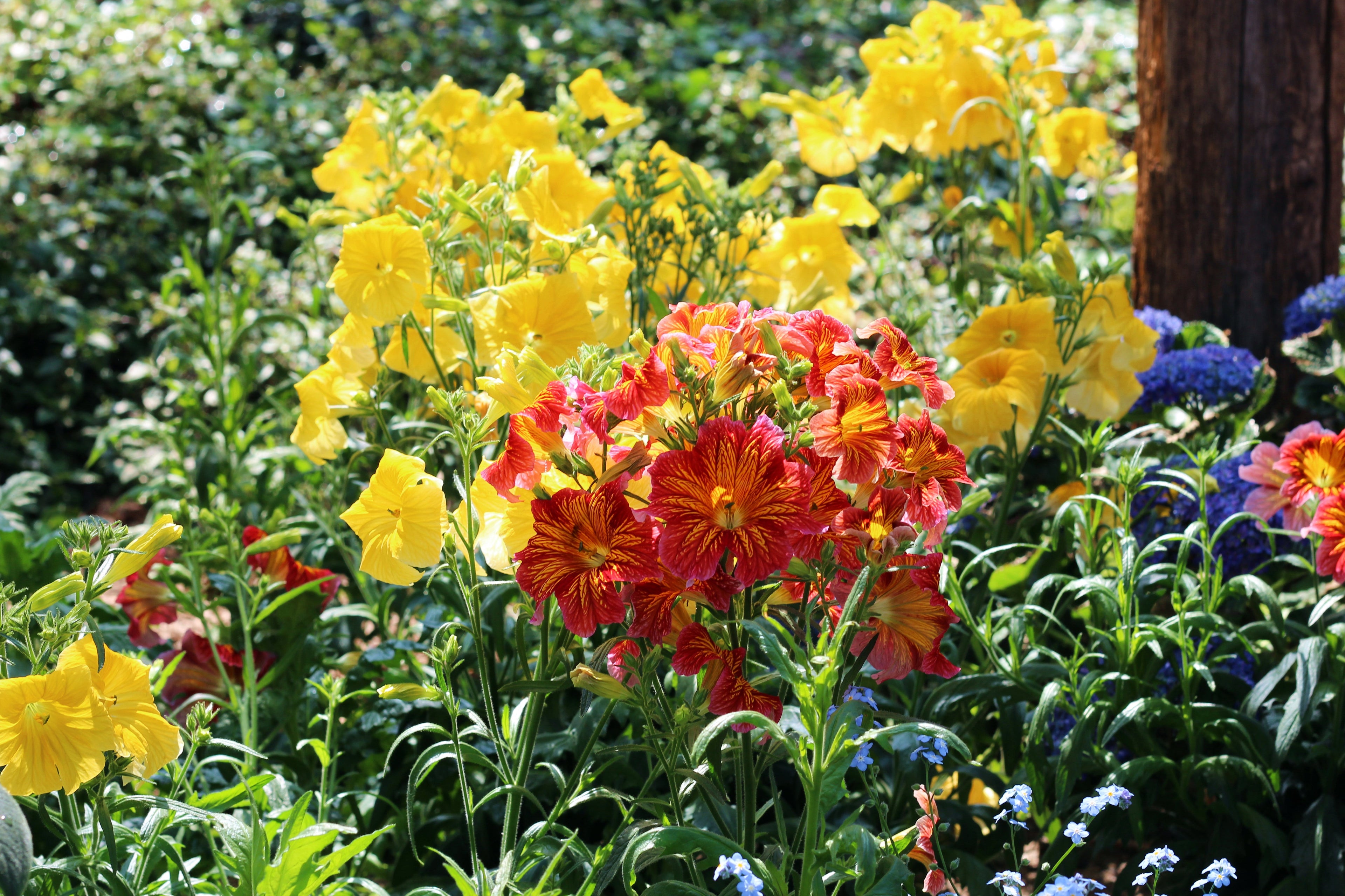 200 Mixed Colors PAINTED TONGUE (Velvet Trumpet Flower) Salpiglossis Grandiflora Virgiana Flower Seeds
