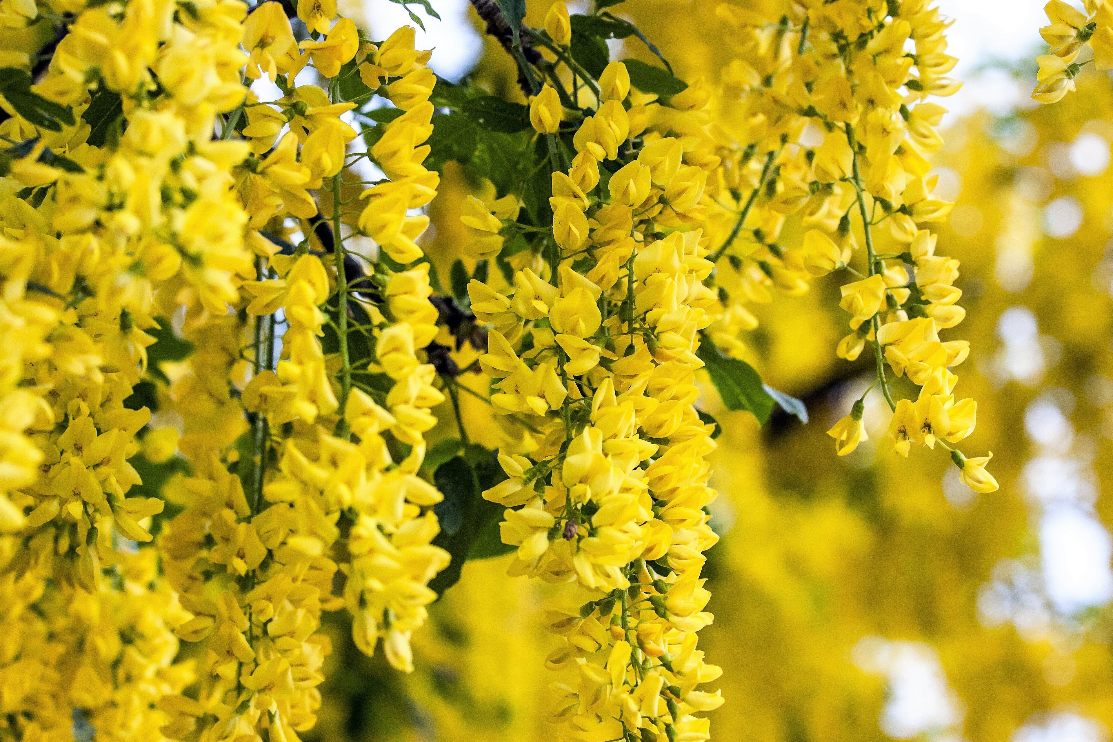 25 SIBERIAN PEASHRUB Caragana Arborescens Peatree Yellow Flower Legume Vegetable Seeds