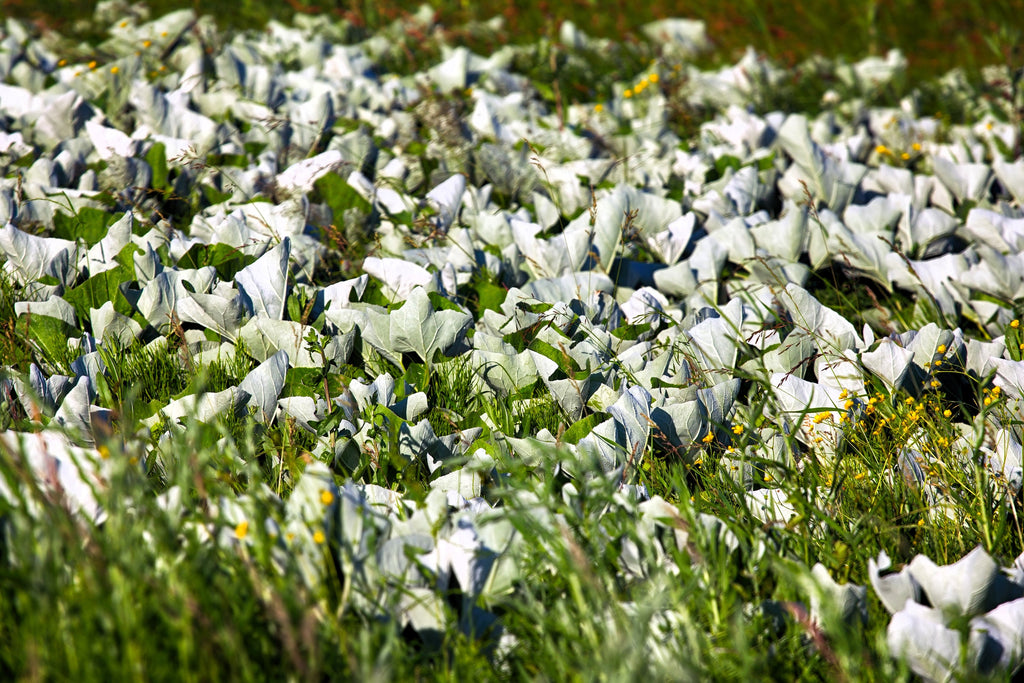 100 ARCTIC SWEET COLTSFOOT Petasites Frigidus Sun Shade Moist White Pink Flower Herb Seeds
