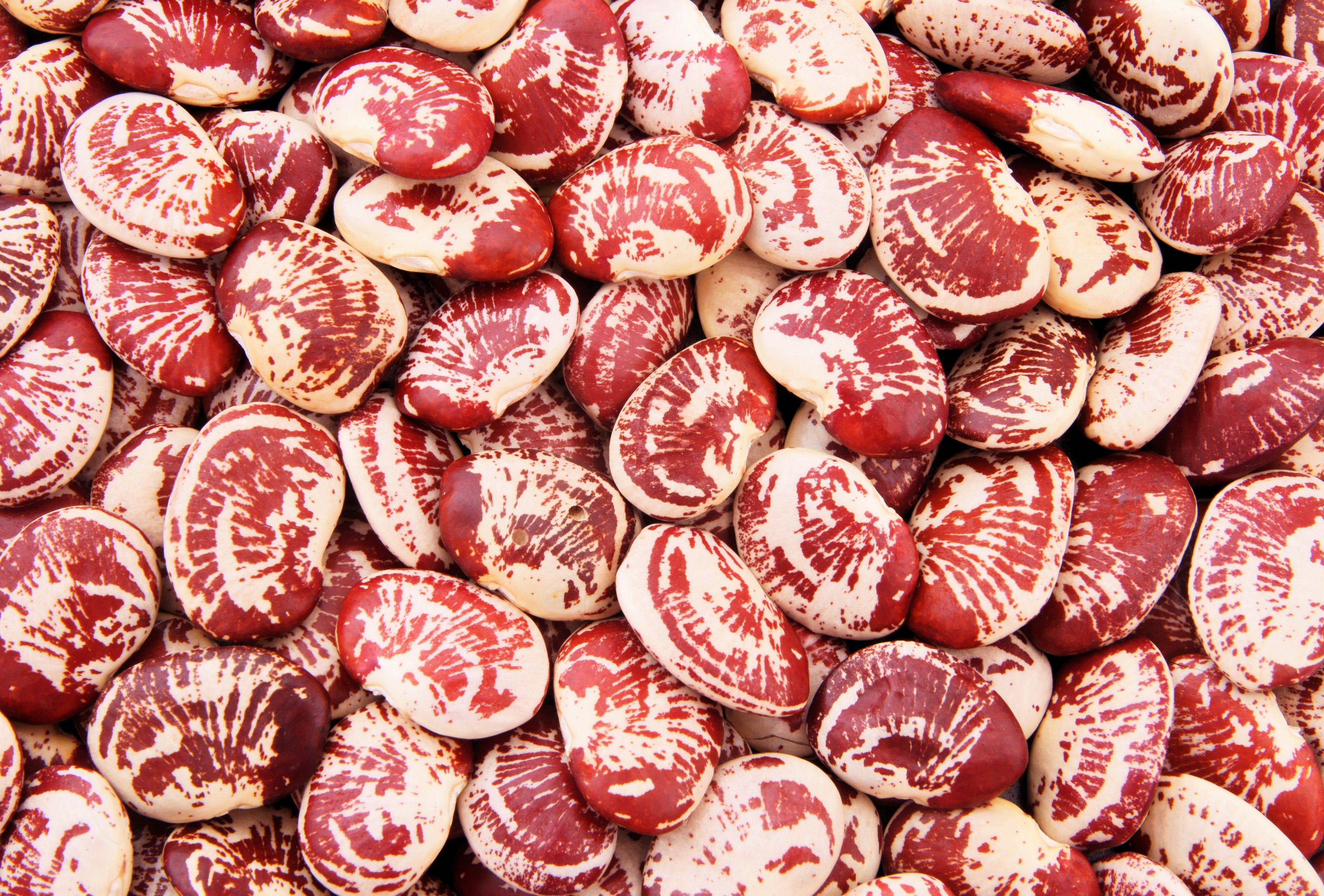 15 CHRISTMAS LIMA BEAN Calico Chestnut Phaseolus Lunatus Legume Vegetable Seeds