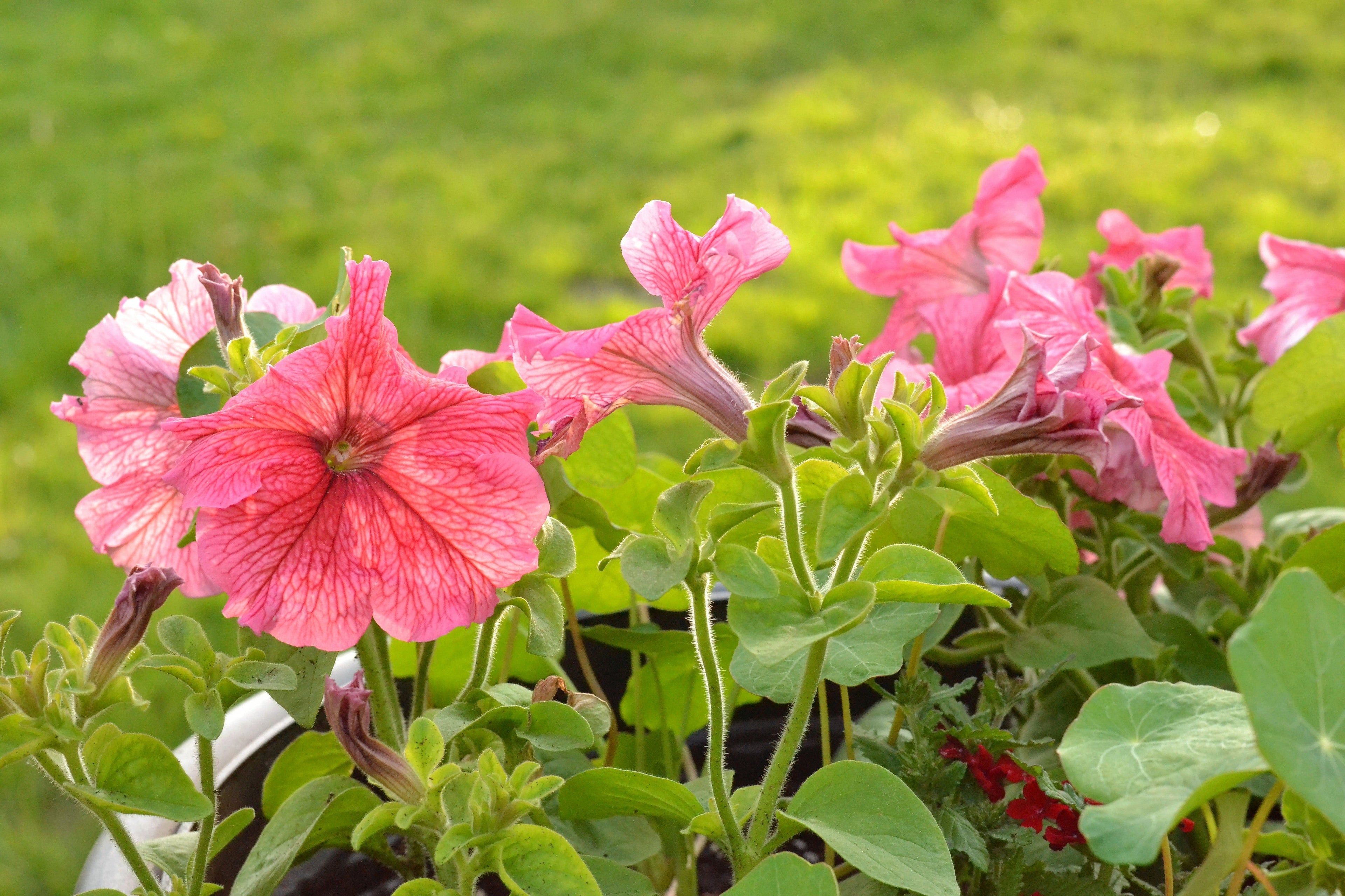 25 SALMON PETUNIA Grandiflora Flower Seeds