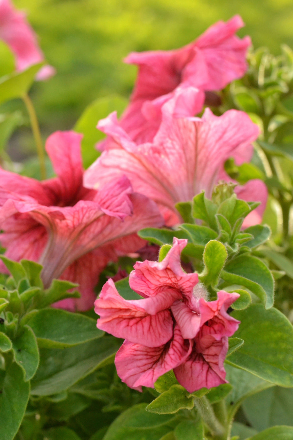 25 SALMON PETUNIA Grandiflora Flower Seeds