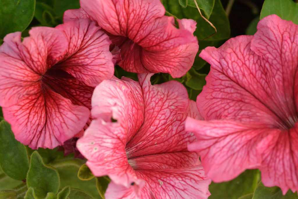 25 SALMON PETUNIA Grandiflora Flower Seeds