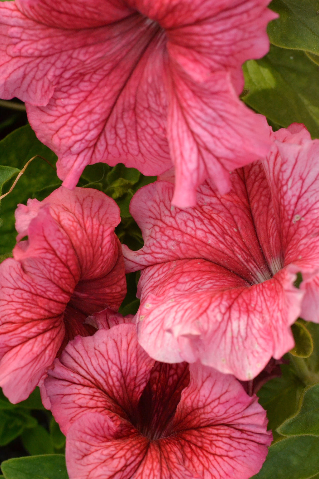 25 SALMON PETUNIA Grandiflora Flower Seeds