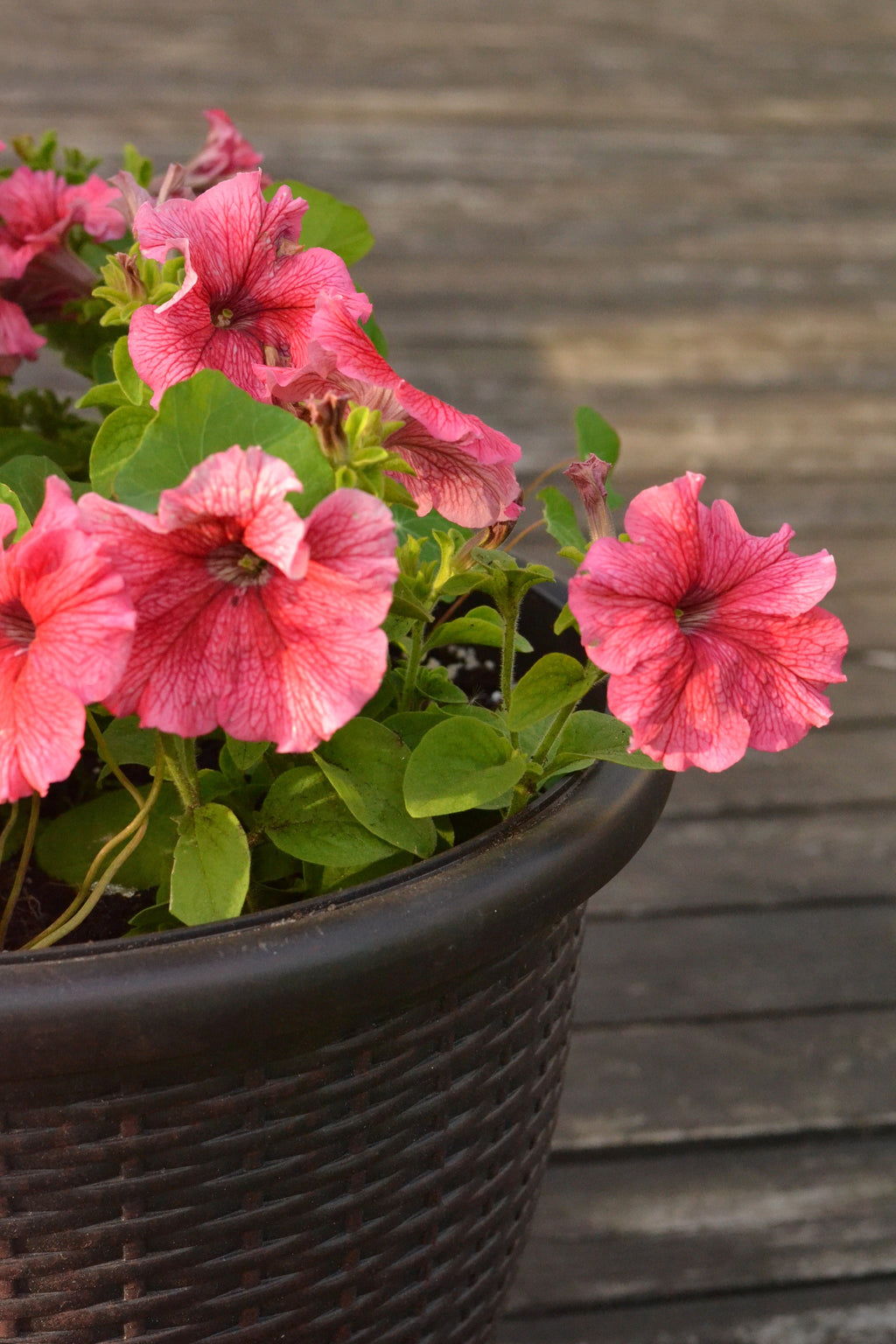 25 SALMON PETUNIA Grandiflora Flower Seeds