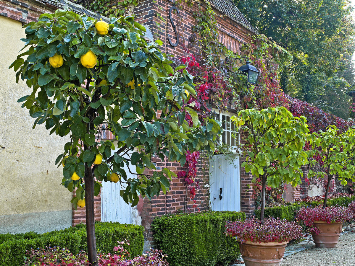 20 COMMON CULINARY QUINCE Fruit Tree Cydonia Oblonga Flowering Shrub Seeds