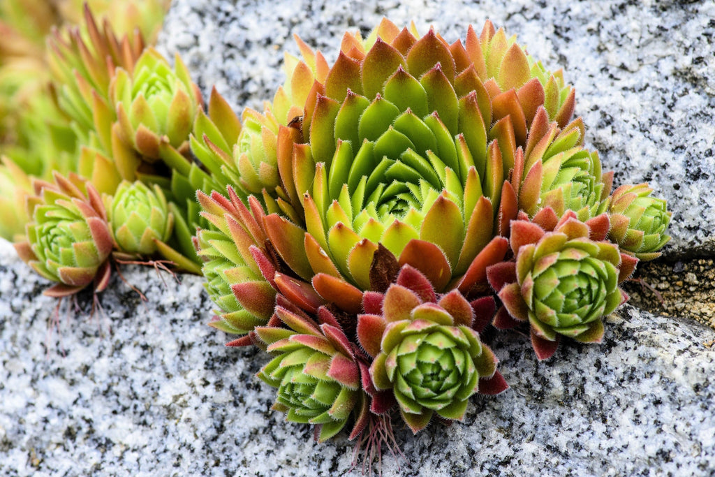 50 MOUNTAIN HOUSELEEK Hens & Chicks Sempervivum Montanum Green Red / Pink Flower Houseplant Seeds