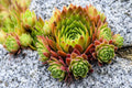 50 MOUNTAIN HOUSELEEK Hens & Chicks Sempervivum Montanum Green Red / Pink Flower Houseplant Seeds