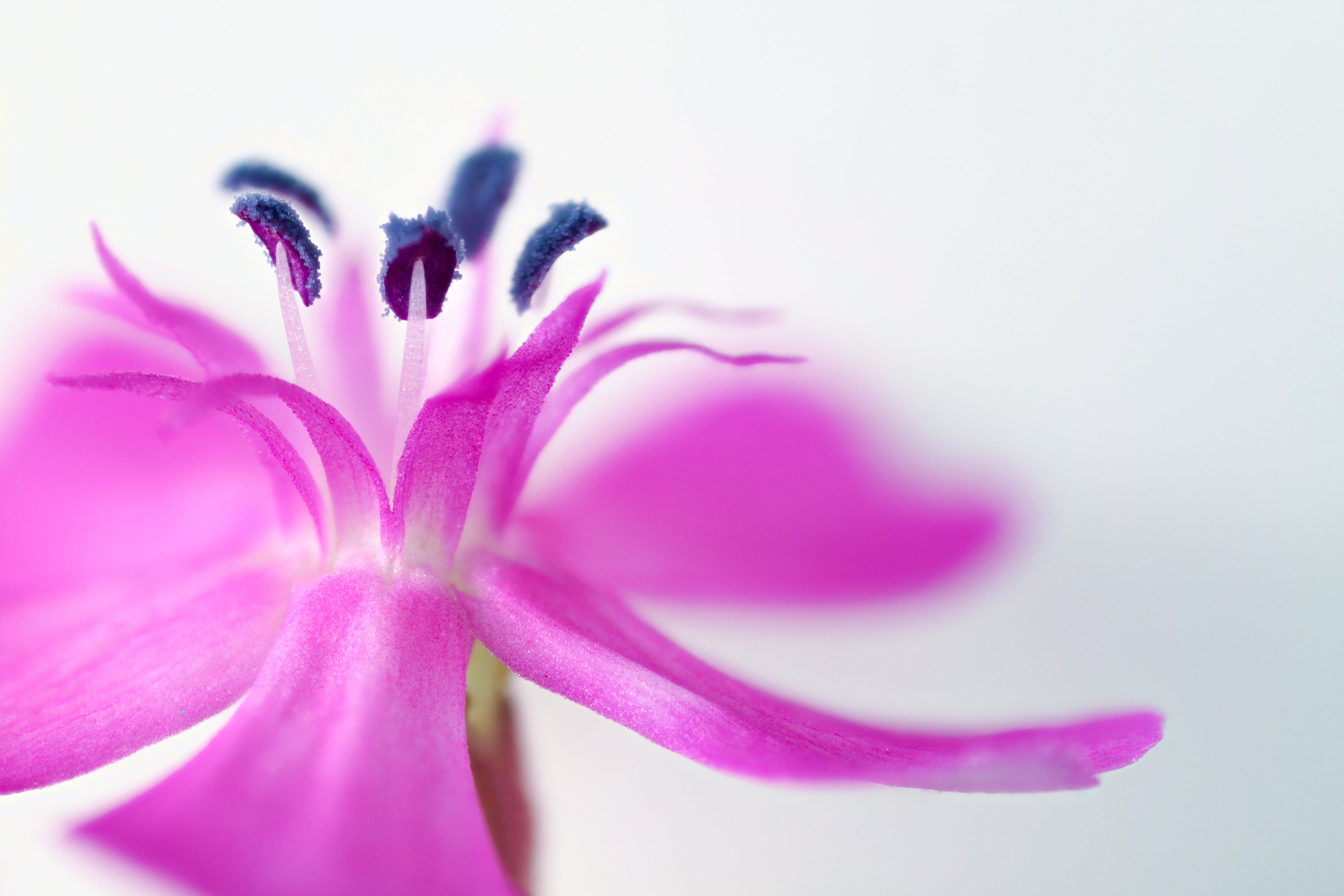 1000 TALL CATCHFLY (Campion / None So Pretty) Silene Armeria Pink Flower Seeds