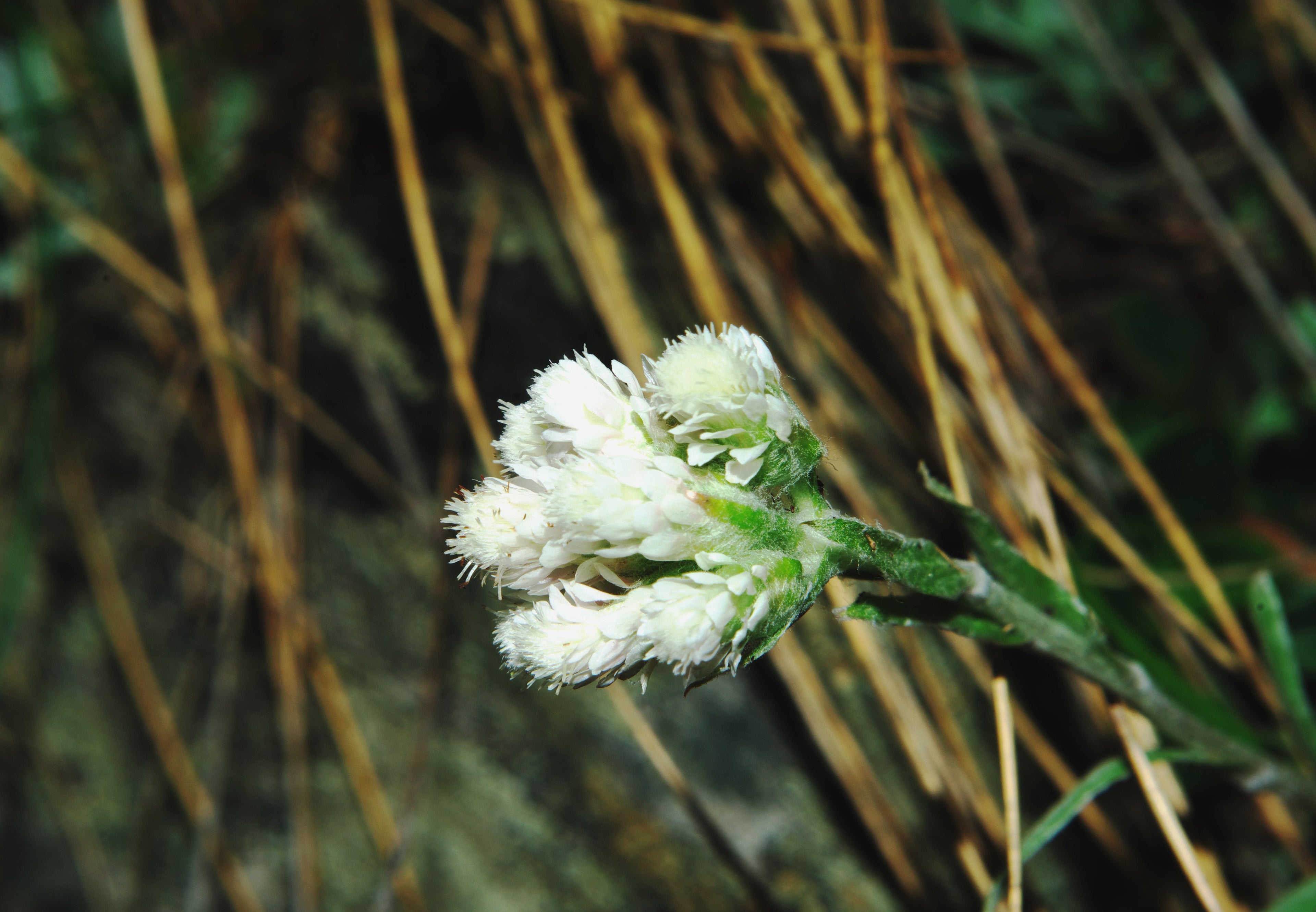 150 White PUSSYTOES Cats Paws Antennaria Flower Seeds