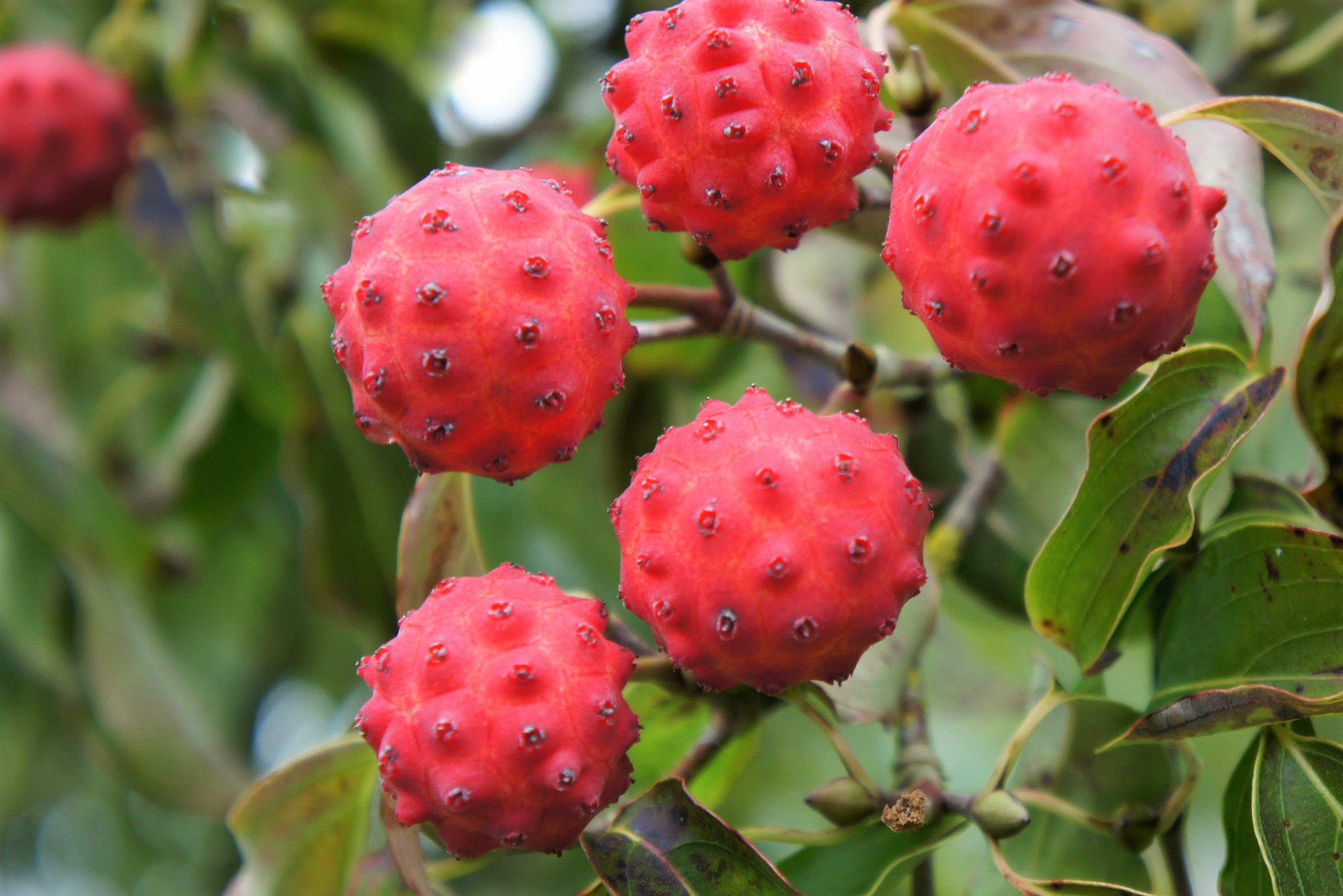 5 PINK DOGWOOD Tree Cornus Capitata Angustata Kousa Ornamental Flowering Tree Seeds