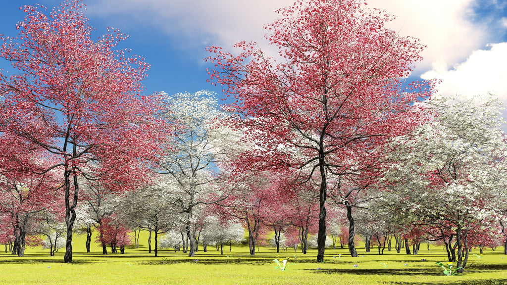 5 PINK FLOWERING DOGWOOD Tree Cornus Florida Rubra Native Ornamental Tree Seeds