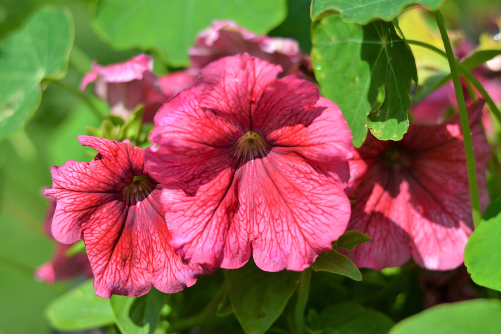 25 SALMON PETUNIA Grandiflora Flower Seeds
