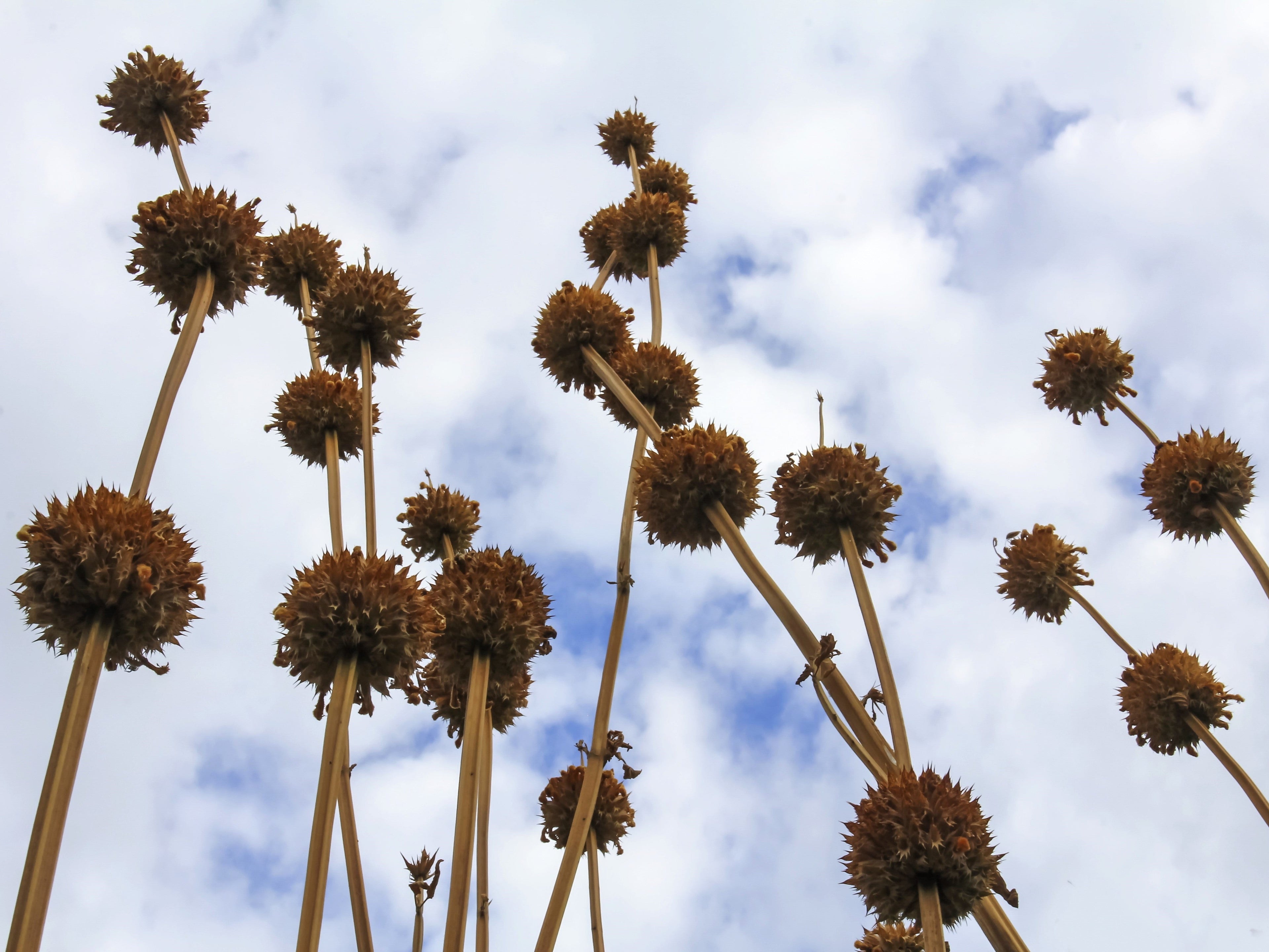 25 KLIP DAGGA (Lions Ear / Lions Tail / Wild Klip Dagga) Leonotis Nepetifolia Flower Seeds