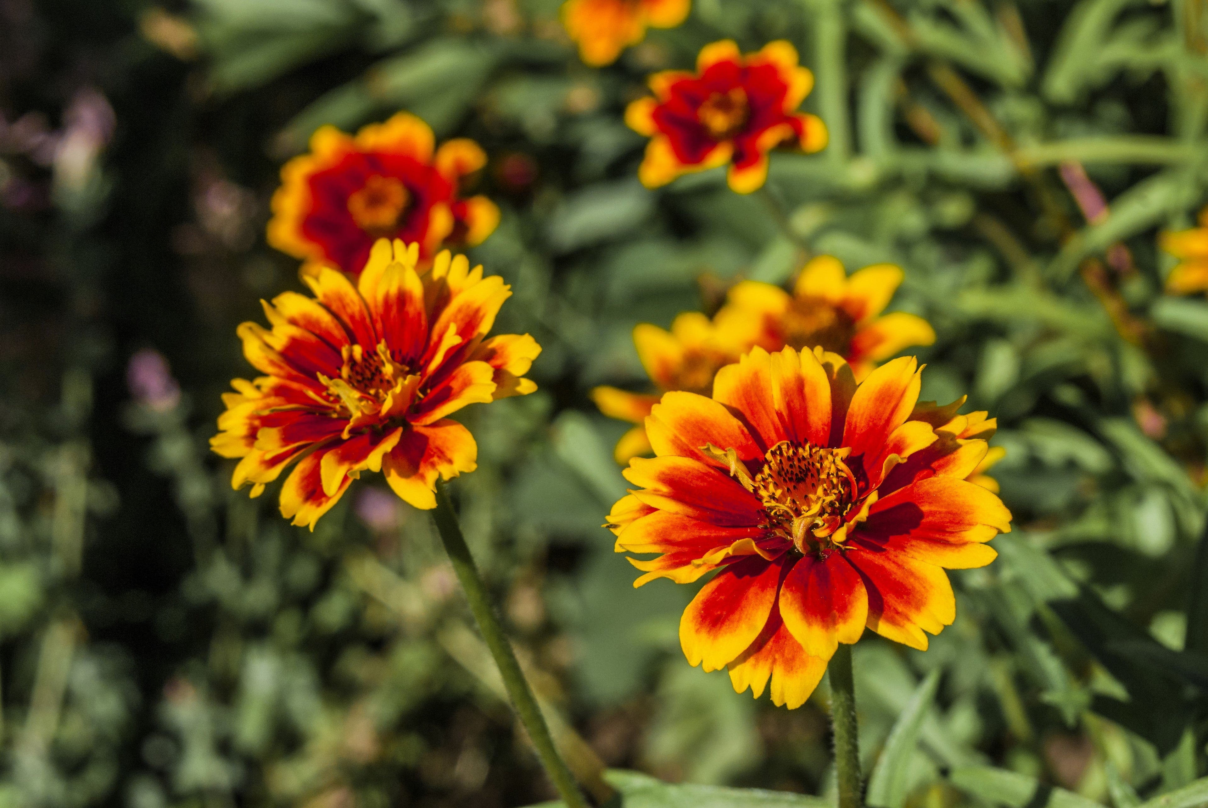 75 Mixed Colors PERSIAN CARPET ZINNIA Zinnia Haageana Flower Seeds