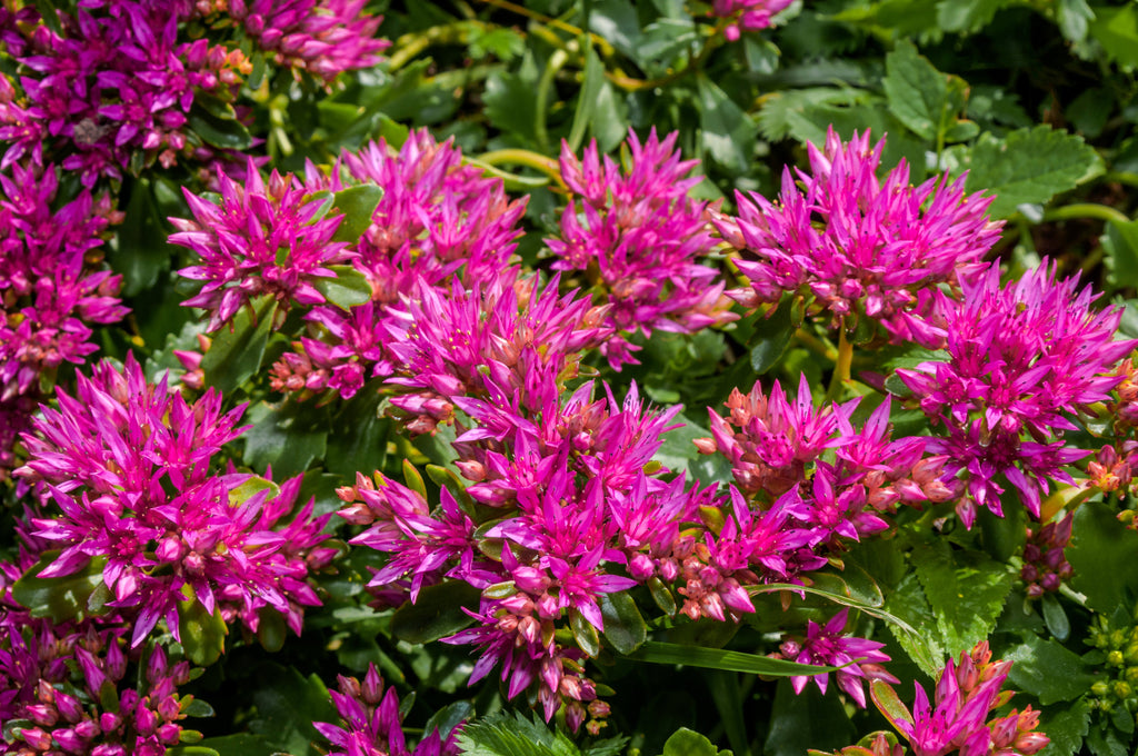 50 PURPLE CARPET SEDUM Spurium Coccineum Groundcover Flower Seeds