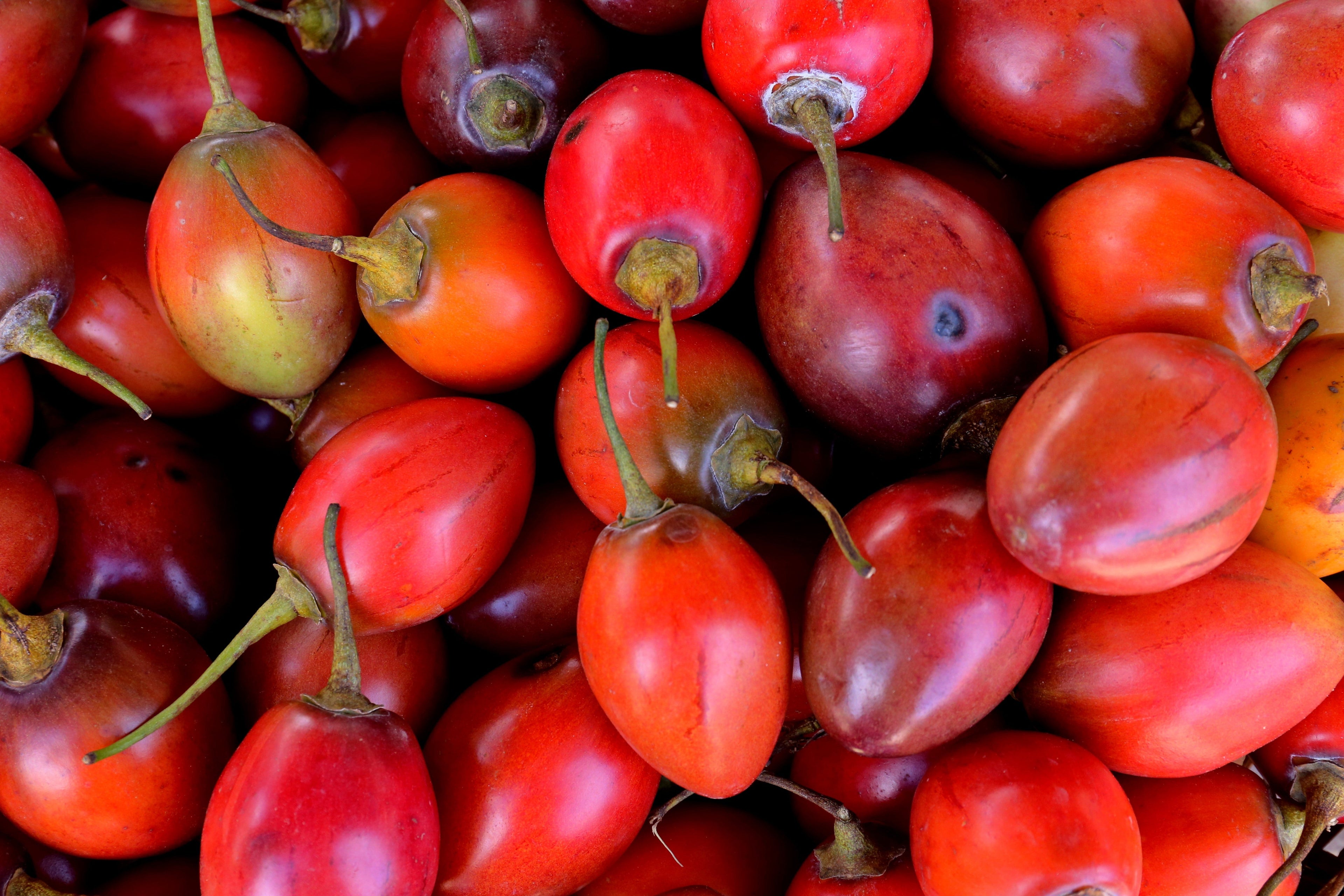 10 TAMARILLO / TREE TOMATO Cyphomandra Betacea Solanum Fruit Tree Seeds