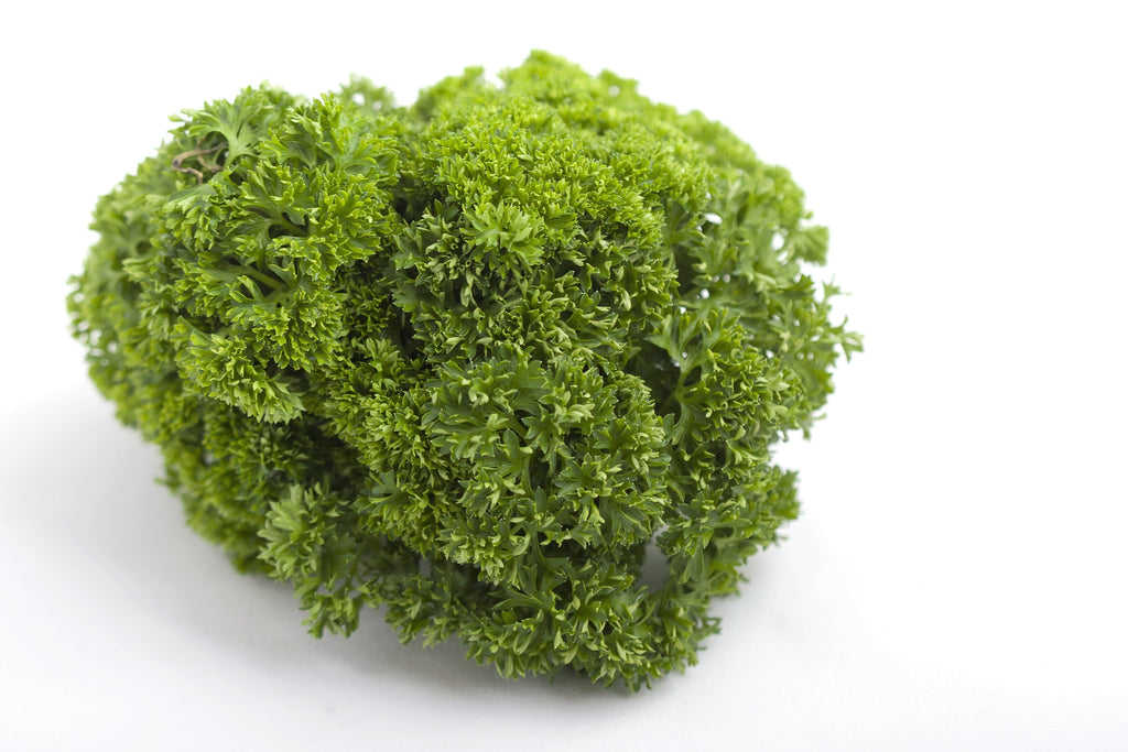 1500 TRIPLE CURLED PARSLEY Petroselinum Hortensis Herb Vegetable Seeds