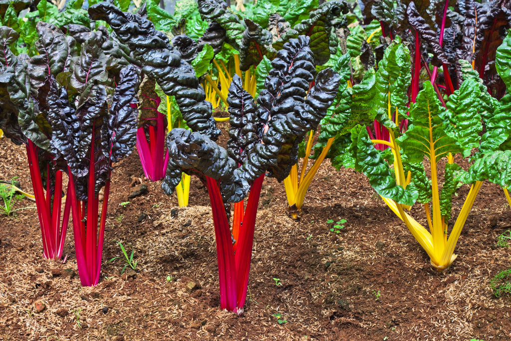 150 Mixed Colors NORTHERN LIGHTS  SWISS CHARD (Perpetual Spinach) Beta Vulgaris Cicla Vegetable Seeds