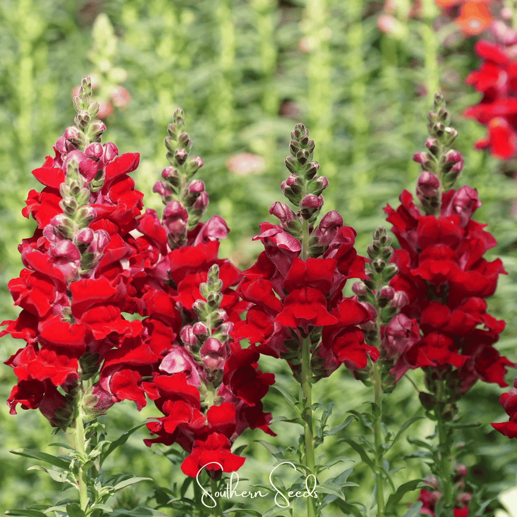 Defiance Snapdragon – 200 Seeds