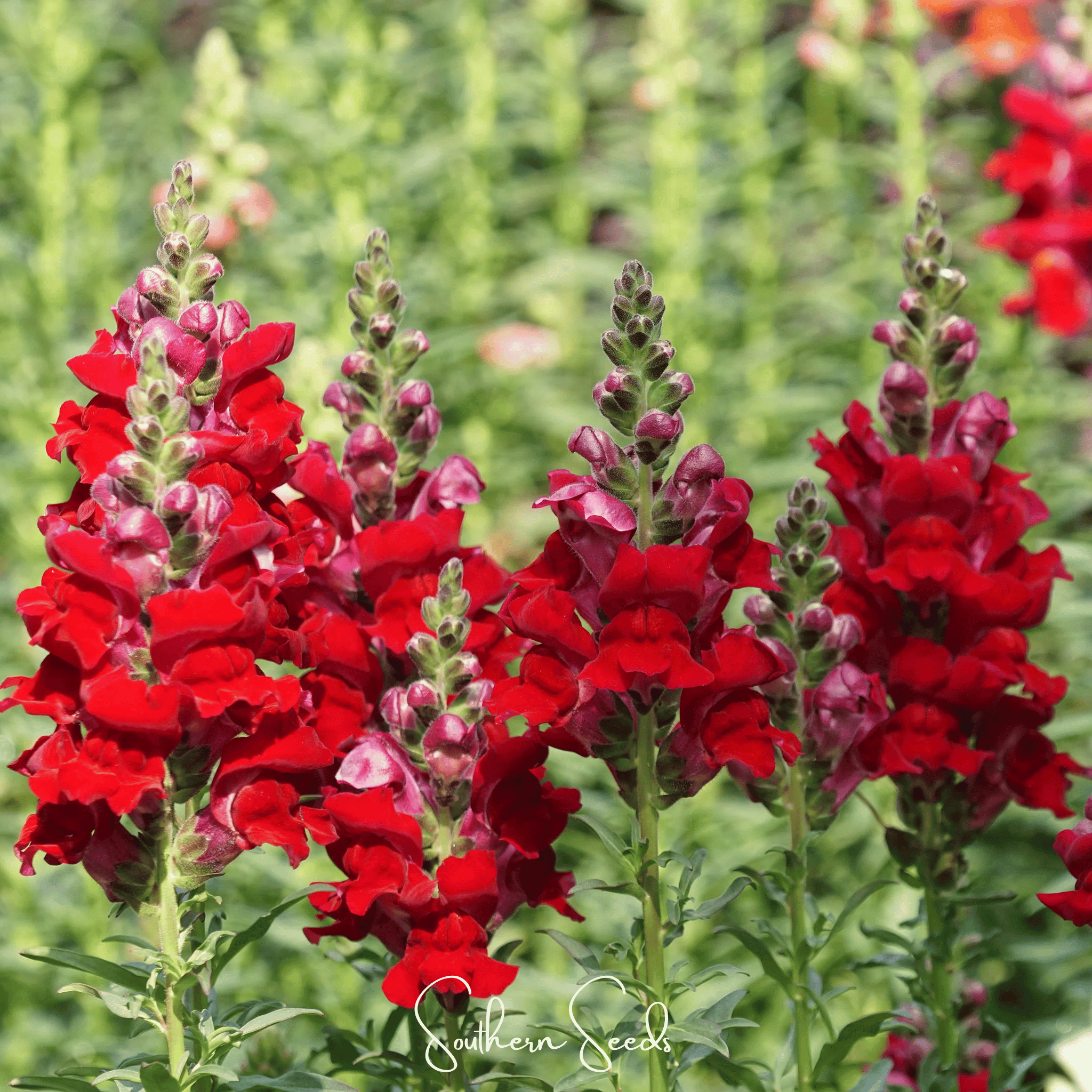Defiance Snapdragon – 200 Seeds