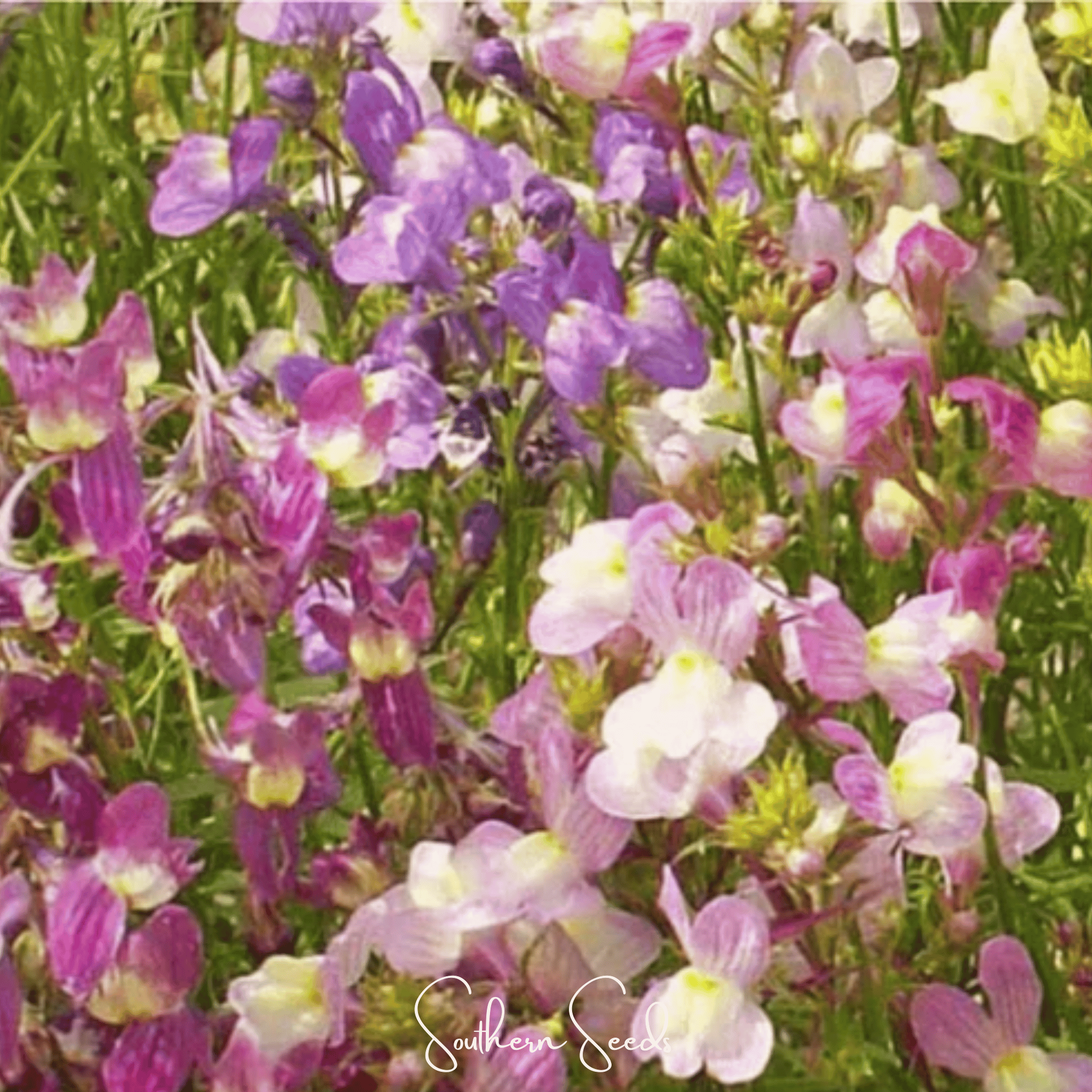 Northern Lights Toadflax Mix – 200 Seeds