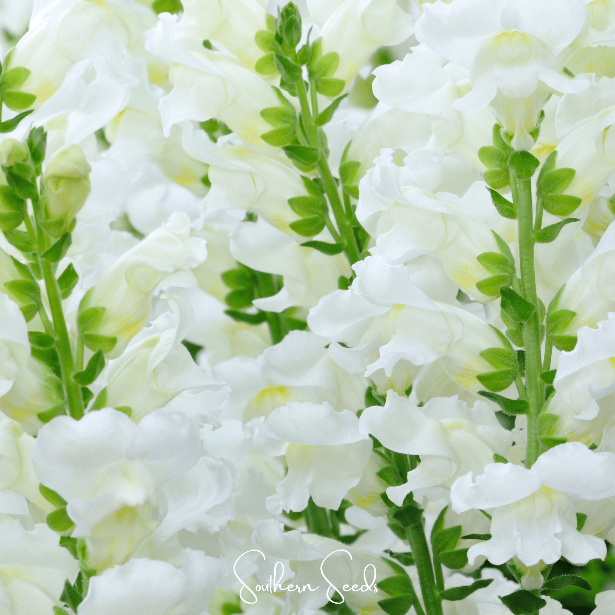 Snowflake Snapdragon (Antirrhinum majus) – 200 Seeds