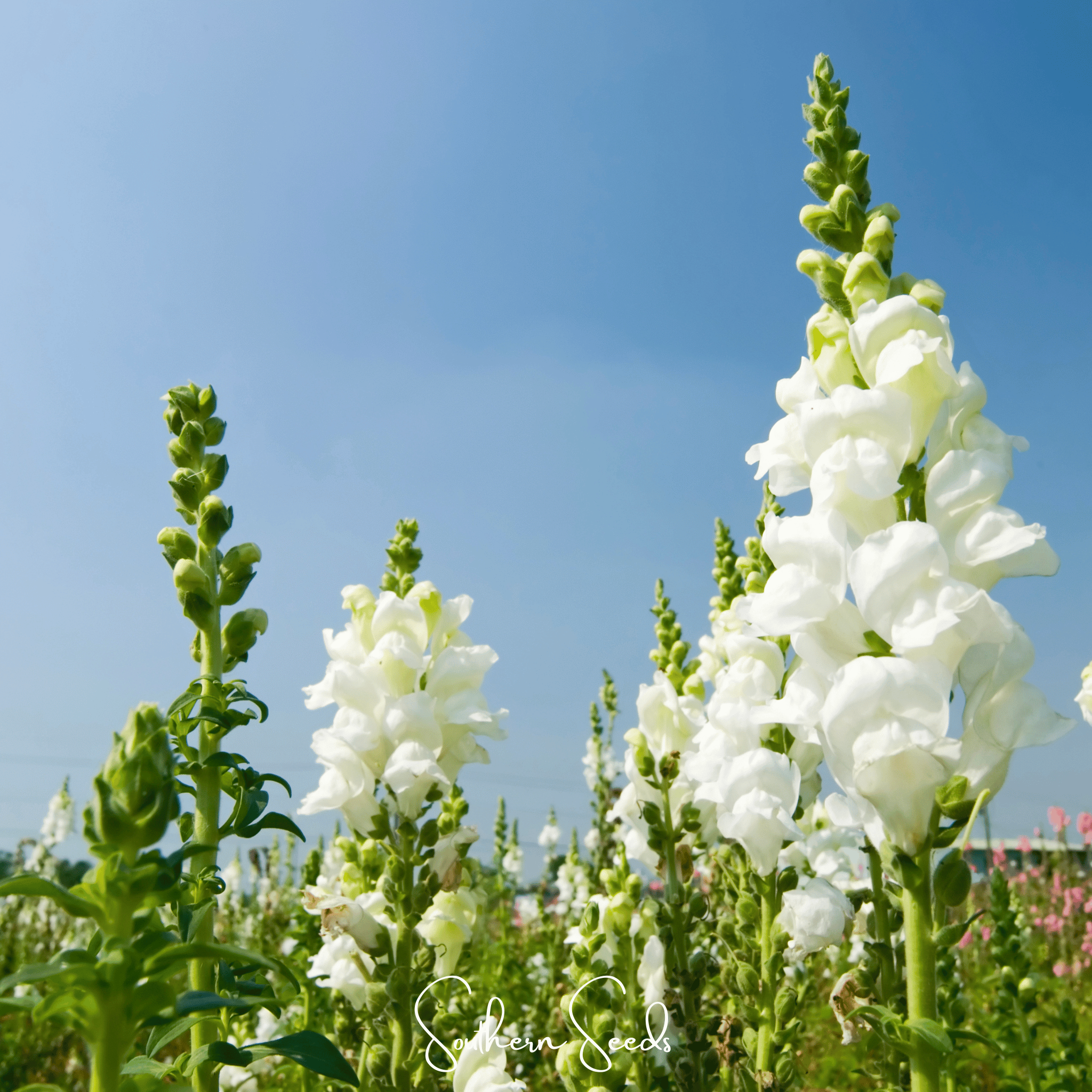 Snowflake Snapdragon (Antirrhinum majus) – 200 Seeds
