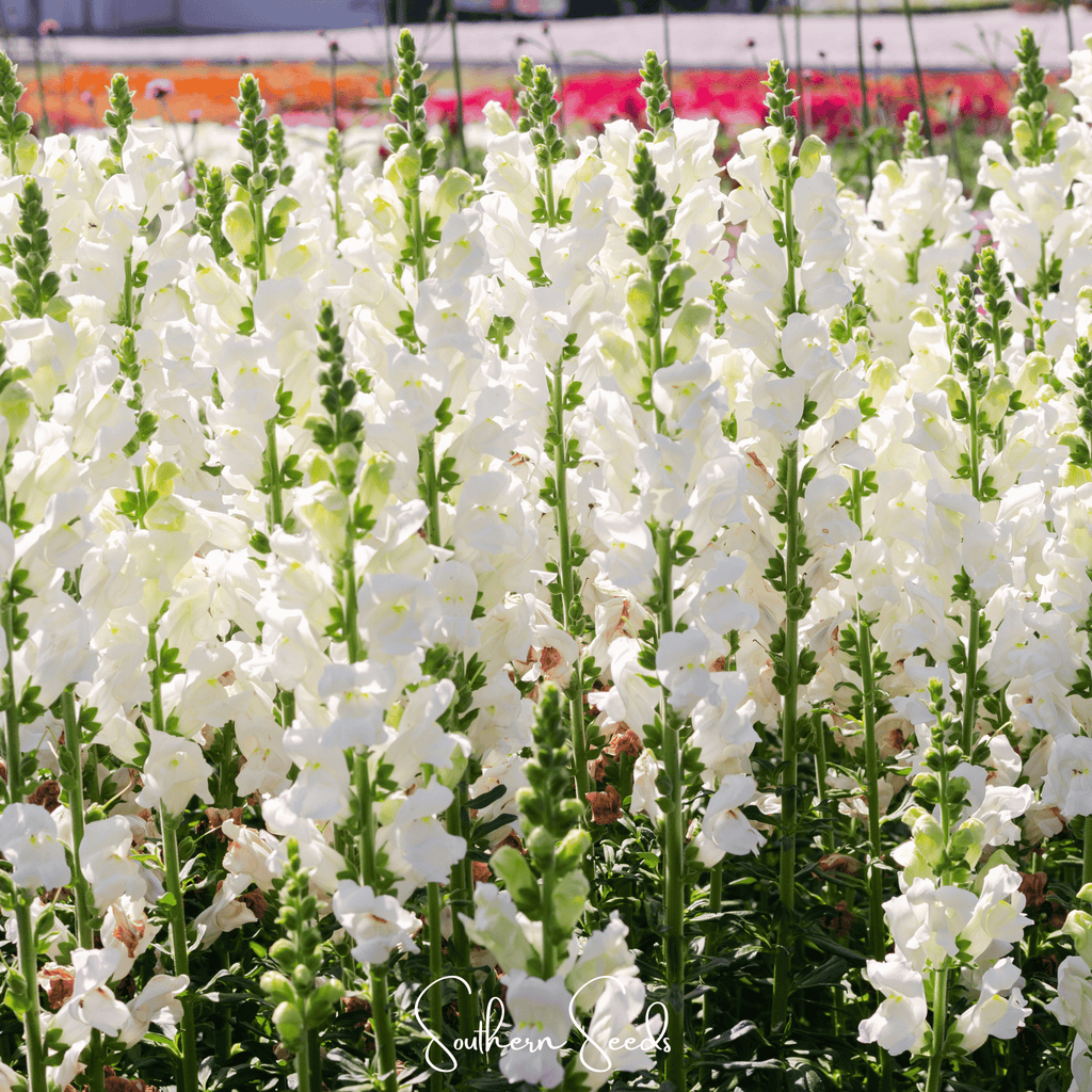 Snowflake Snapdragon (Antirrhinum majus) – 200 Seeds