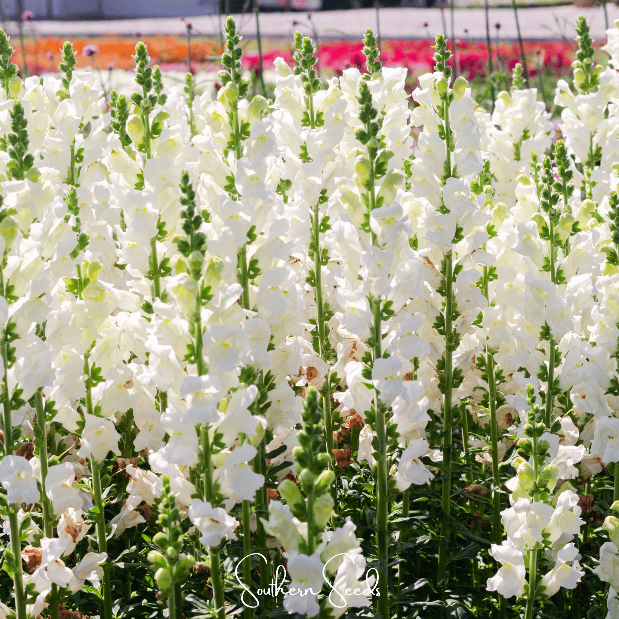 Snowflake Snapdragon (Antirrhinum majus) – 200 Seeds
