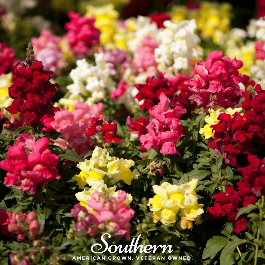Tetra Snapdragon Mix – 200 Seeds