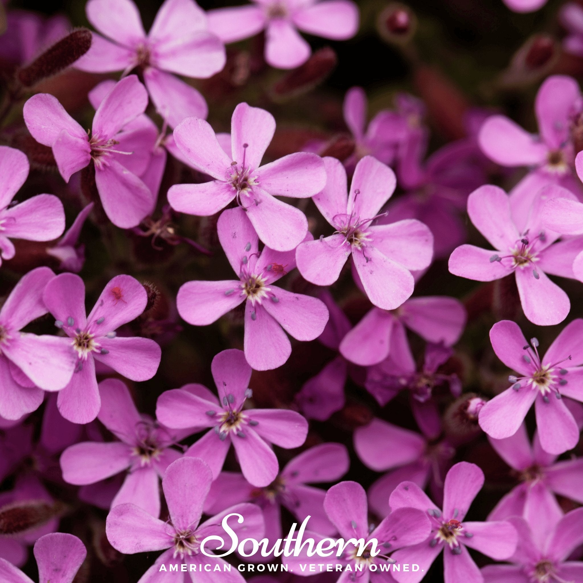 Rock Soapwort – 100 Seeds