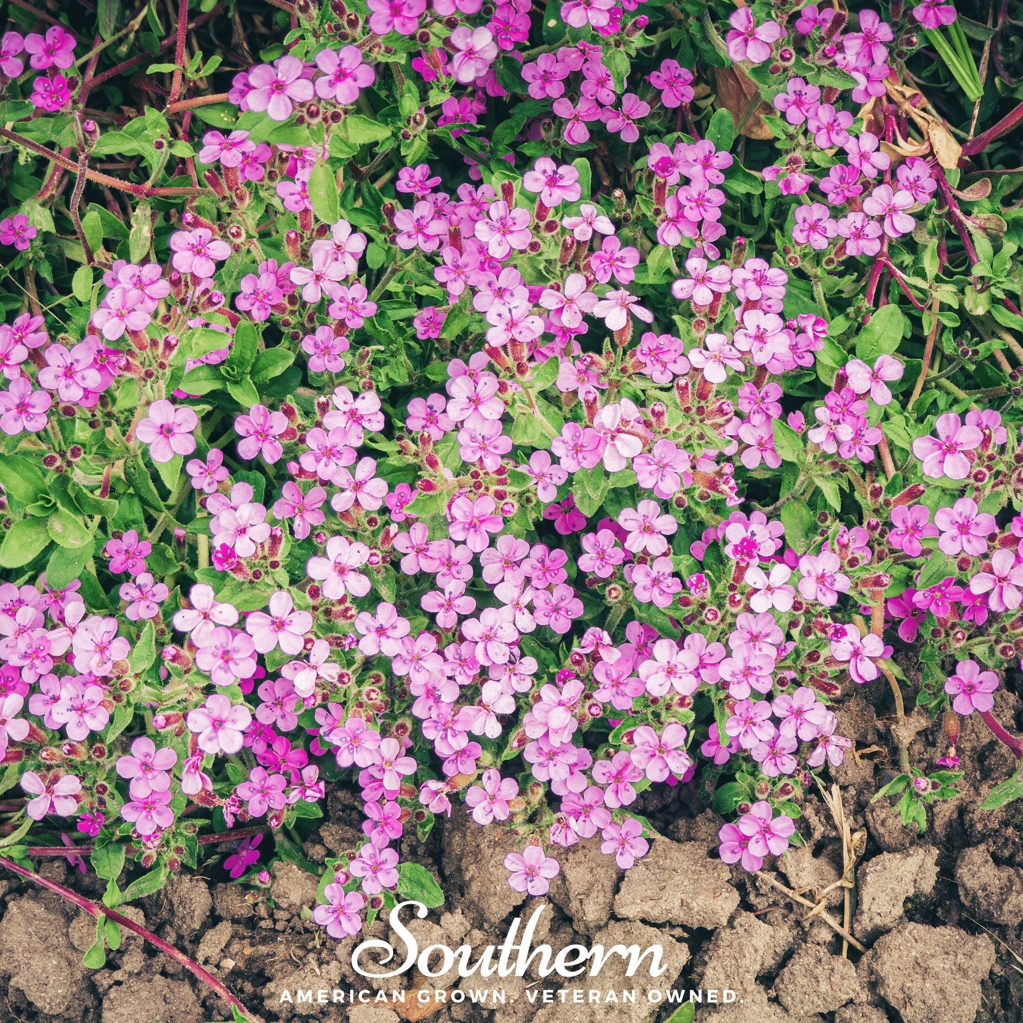 Rock Soapwort – 100 Seeds