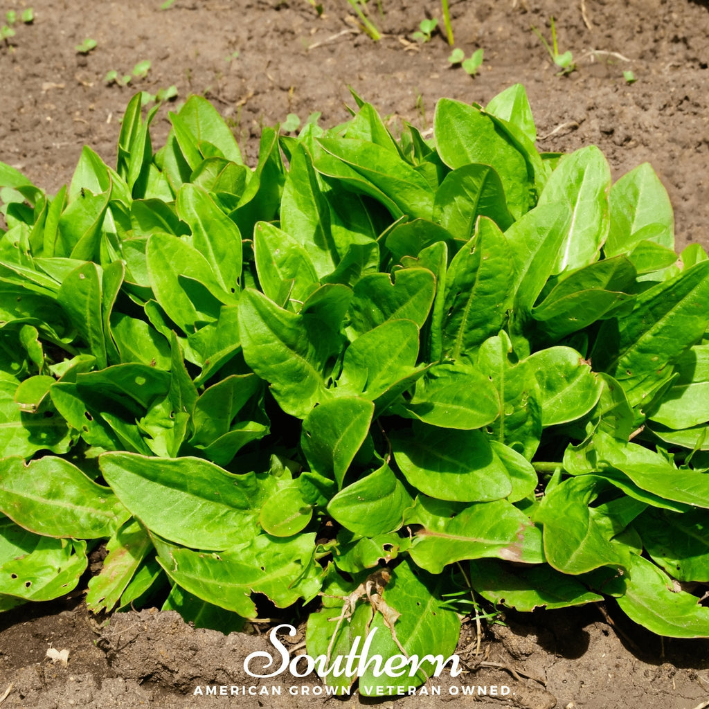 Garden Sorrel – 200 Seeds